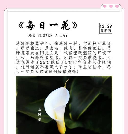 马蒂莲的养护方法是什么？
