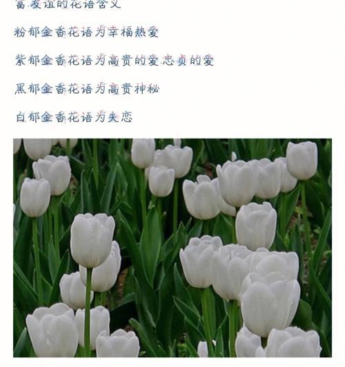 蛾蝶花的种植与繁殖技巧？