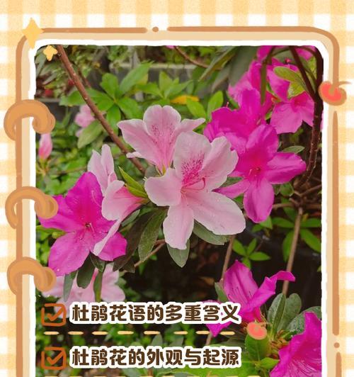 蛾蝶花的种植与繁殖技巧？