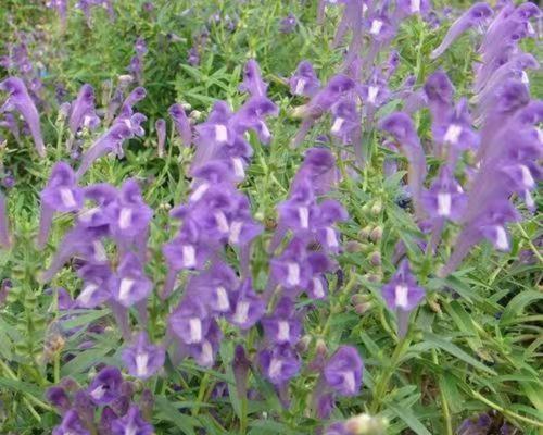 黄芩的种植条件和繁殖方法是什么？