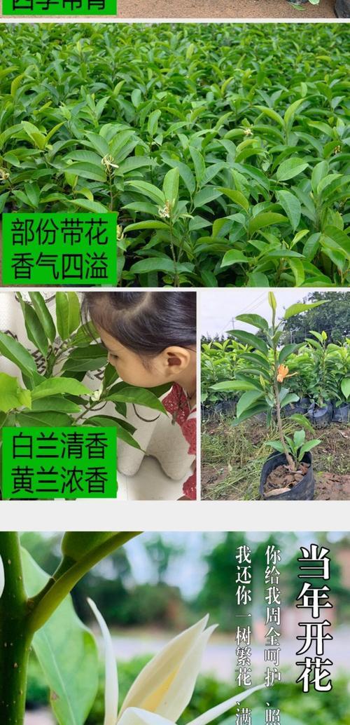 白兰花树露地过冬的技巧有哪些？