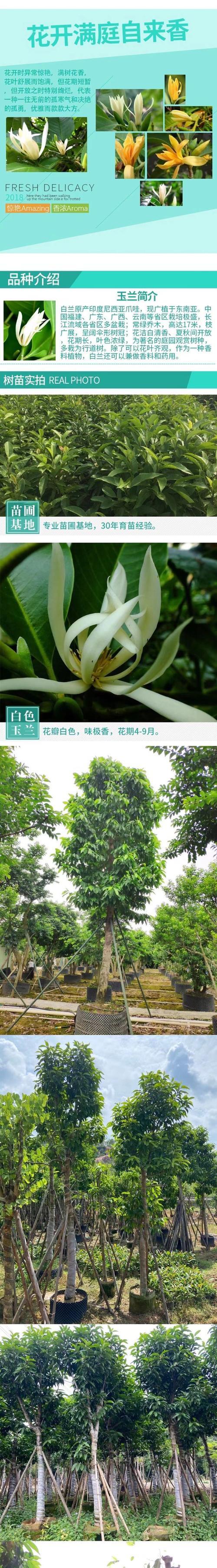 白兰花树露地过冬的技巧有哪些？