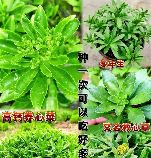 哪些植物摘心？摘心对植物生长有什么影响？
