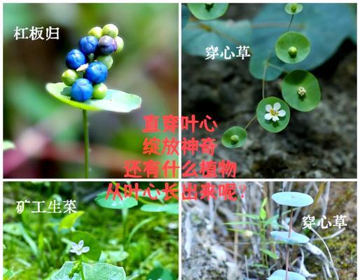 哪些植物摘心？摘心对植物生长有什么影响？