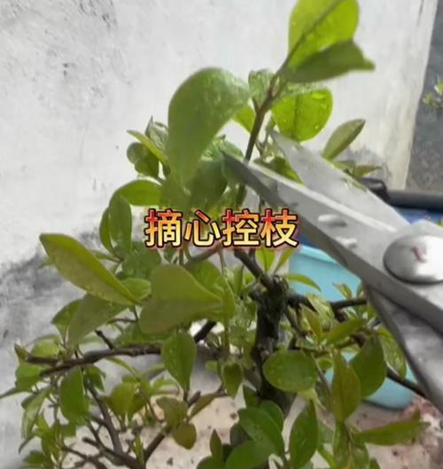 哪些植物摘心？摘心对植物生长有什么影响？