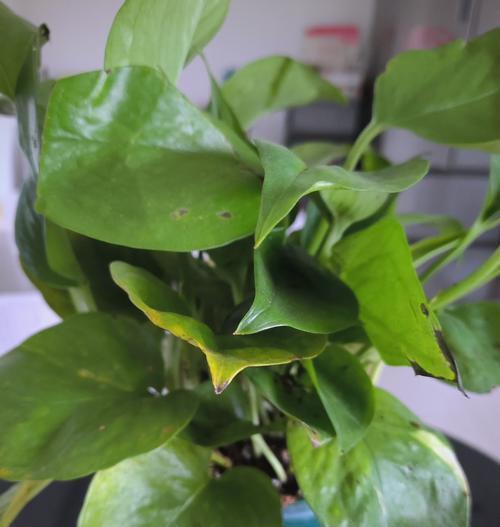 夏季绿萝的养护要点有哪些？