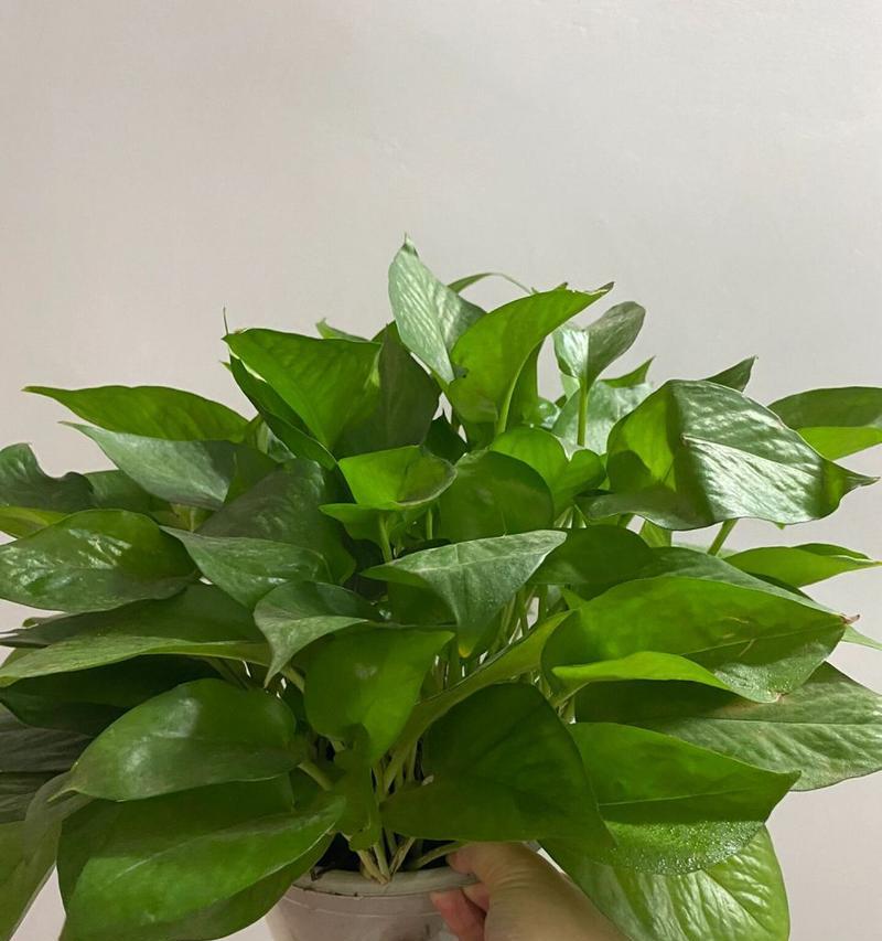 夏季绿萝的养护要点有哪些？