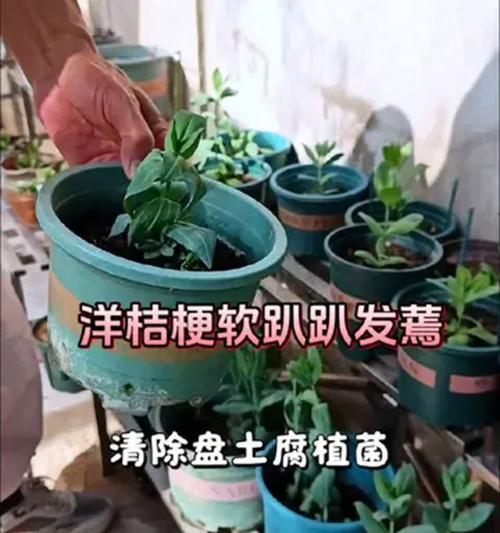 洋桔梗的养殖技巧有哪些？如何保持其花期长？