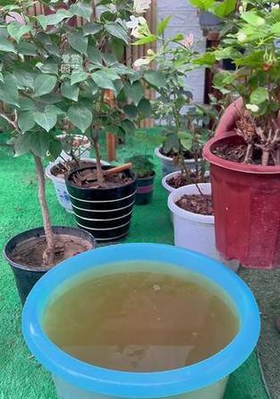 茉莉浇水的最佳时间和方法是什么？