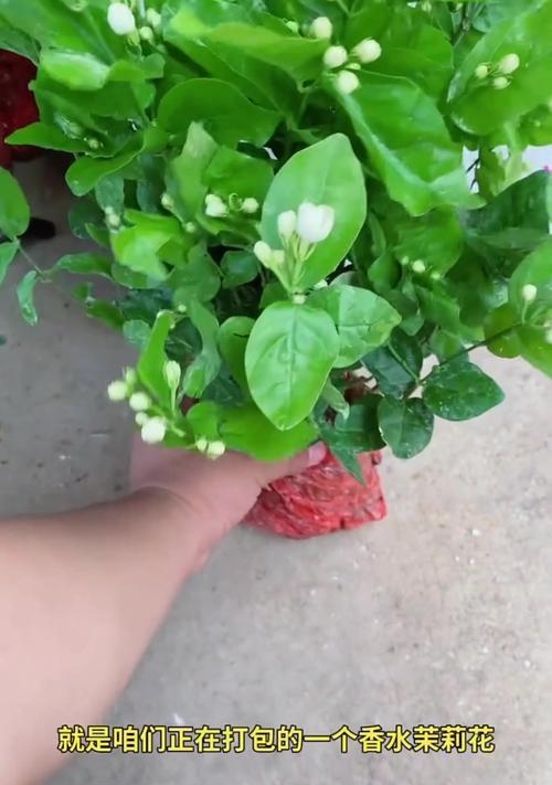 茉莉浇水的最佳时间和方法是什么？